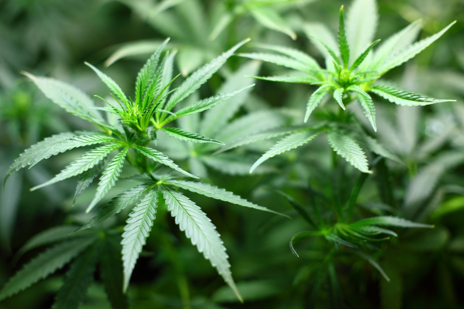 Piantina di Cannabis